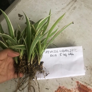 Combo 50 cây cỏ lan chi