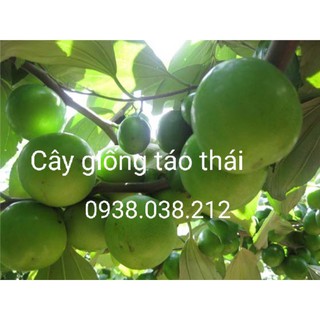 Cây Giống Táo Thái.