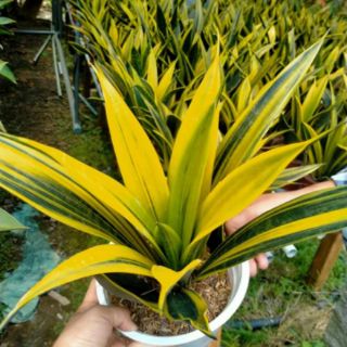 Cây 🌲 Lưỡi hổ Hoàng kim( giống mới)