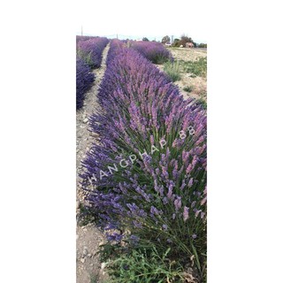 Hoa Lavender _ Oải hương Pháp