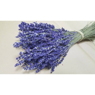 Hoa LAVENDER