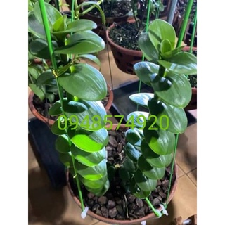 ki phi điệp lá mít xếp 8cm thân thủ lá gân
