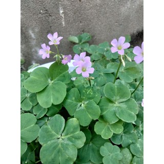 củ Cỏ ba lá Oxalidace
