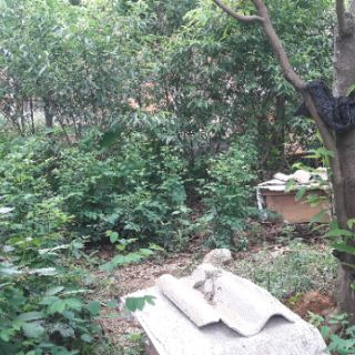 Mật ong hoa rừng phú thọ