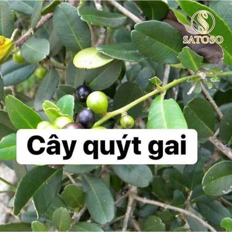 Cây quýt gai 1 kg SATOSO sấy khô thu hái tự nhiên SA05