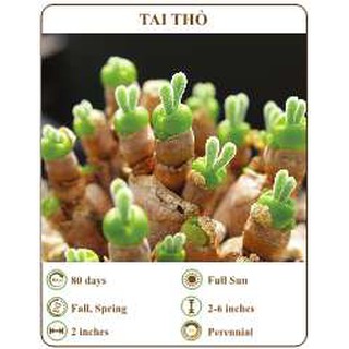 Hạt giống tai thỏ - THE XANH-10 hạt