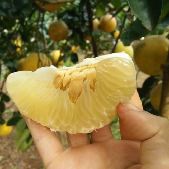 Cây bưởi Diễn quả nhỏ màu vàng vị ngọt cao 60-90 cm cây giống rất khoẻ mạnh (ảnh thật hình cuối)