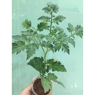 CÂY GIỐNG CÀ CHUA TO 383 GHÉP # MUA 10 CÂY TẶNG 1 CÂY CÙNG LOẠI_ KÈM PHÂN BÓ CAO CẤP HỮU CƠ CÁ HỒI NAUY