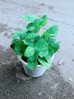 Đuôi Công Xanh Lá Tròn Nhỏ
