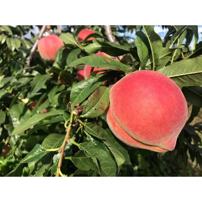 Giống Đào Giòn Đỏ Trái To