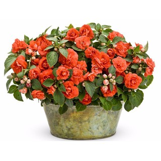 Hoa Mai địa thảo kép Mix – 10Hạt