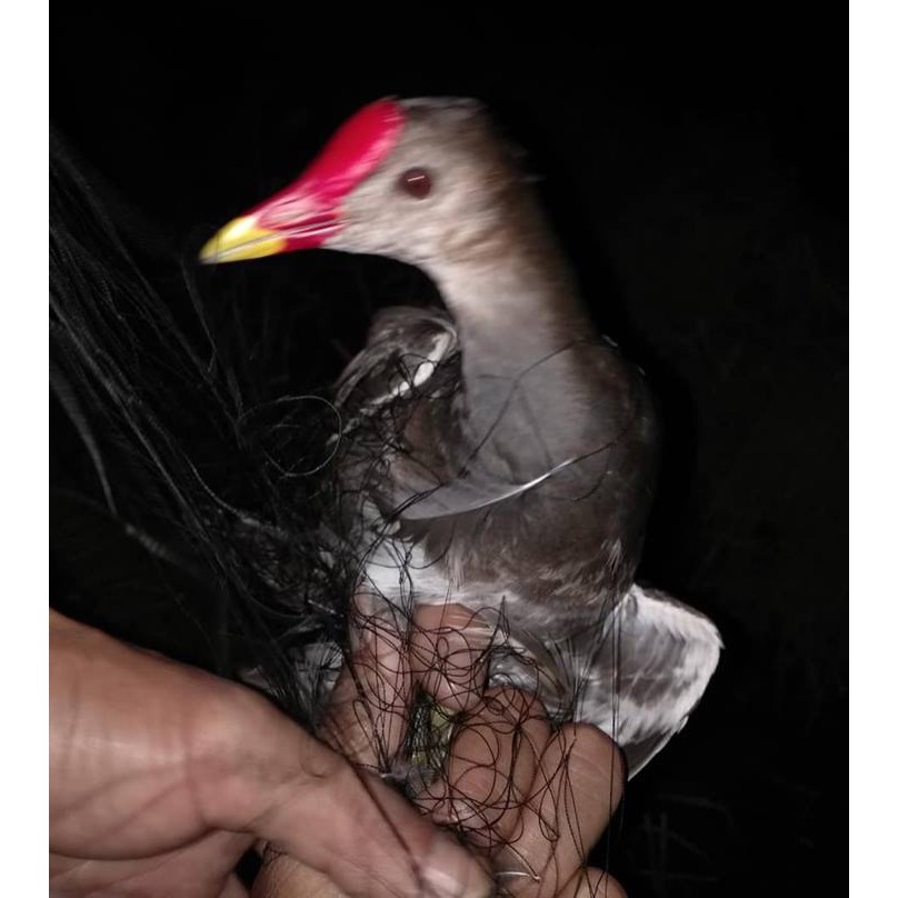 Lưới bẫy chim đêm màu đen cước 22 thái lan , 5 dây 4 túi cao 8m4 đã làm hoàn thiện về chỉ sử dụng.