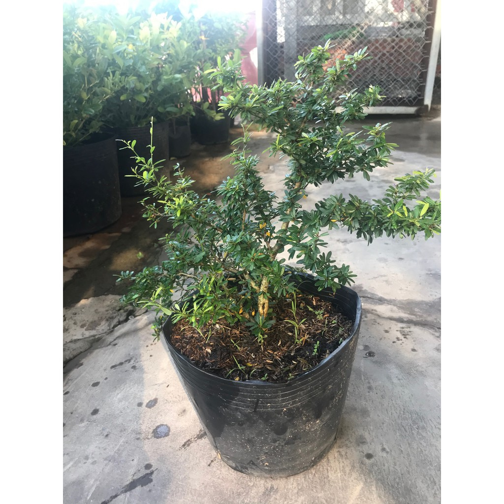 Caykiengsadec - Combo linh sam cần thăng  Combo 2 cây bonsai