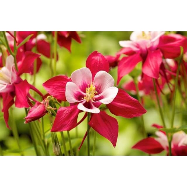 Hạt Giống Hoa Bồ Câu Nhiều Màu Dễ Trồng Gói 50 Hạt MIX MÀU