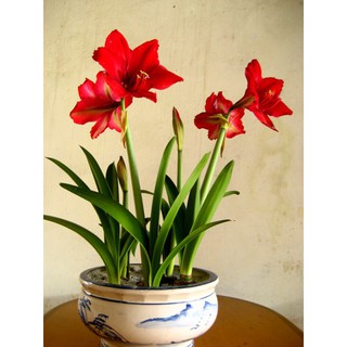 Củ lan huệ tây-tặng kèm 1 gói hạt giống nhẫu nhiên