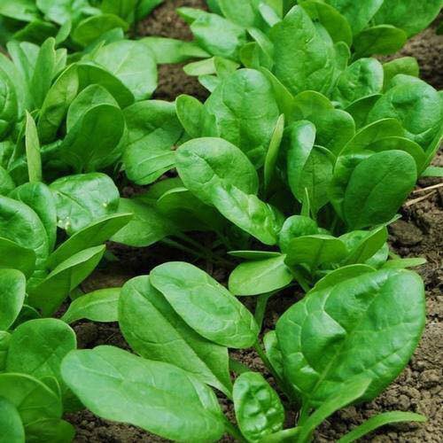 10gram hạt giống rau chân vịt - cải bó xôi