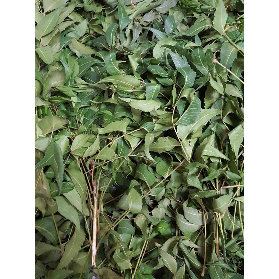 Lá neem khô 1kg Tuyền BMT