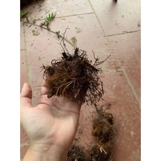 cẩu tích  10 củ nhỏ