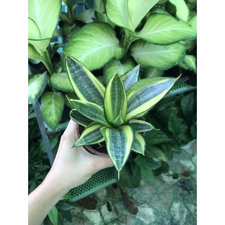 Cây lưỡi hổ thái mini