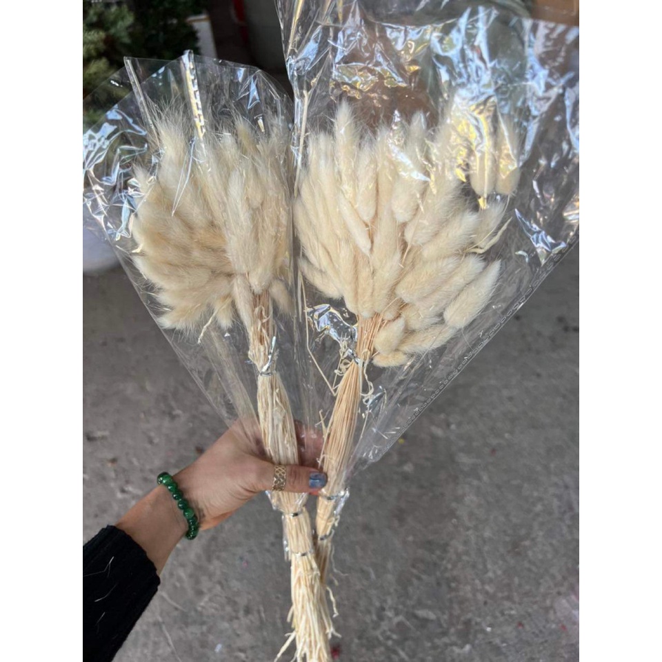 BÓ 50 CÀNH Hoa khô Lagurus Bunny Tails🌸BÔNG CỎ ĐUÔI THỎ/ CỎ LAU MỸ - HOA KHÔ ĐUÔI THỎ Decor, trang trí bó 50 bông