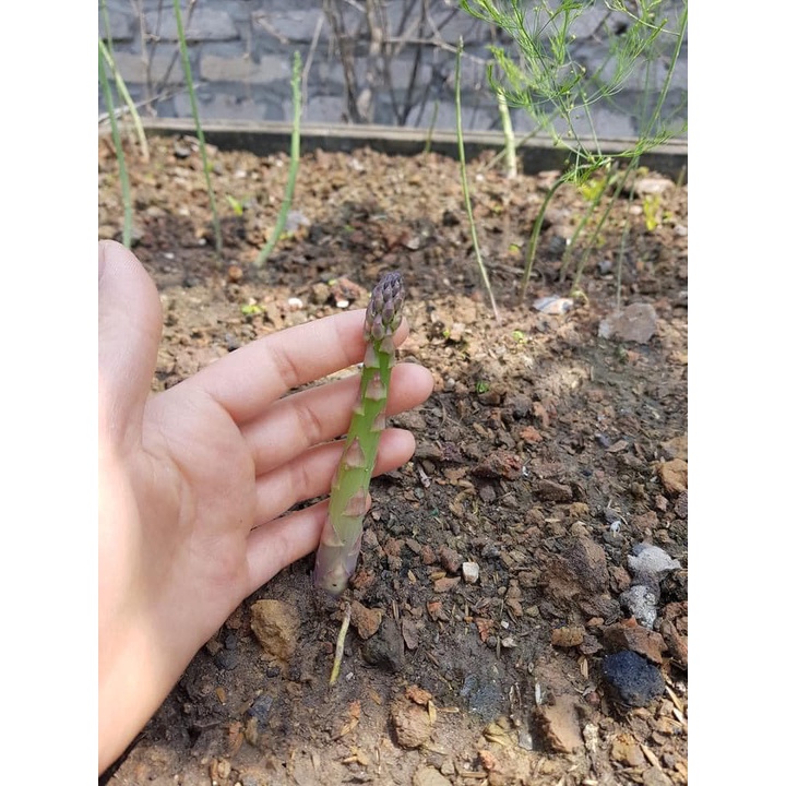 MĂNG TÂY GIỐNG-FREESHIP TỪ 50K