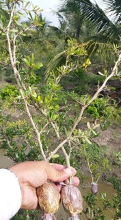 Linh sam sông hinh bông trắng