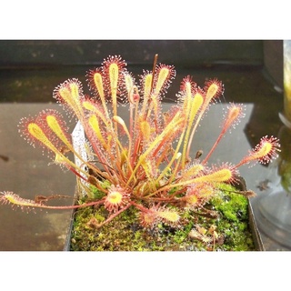 Cây gọng vó nidiformis, drosera nidiformis