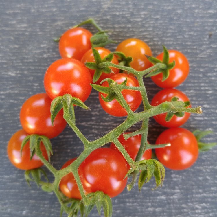 Bán BỘ 05 gói hạt giống cà chua bi lùn đỏ TẶNG 2 phân bón tại Hạt Giống Bốn Mùa