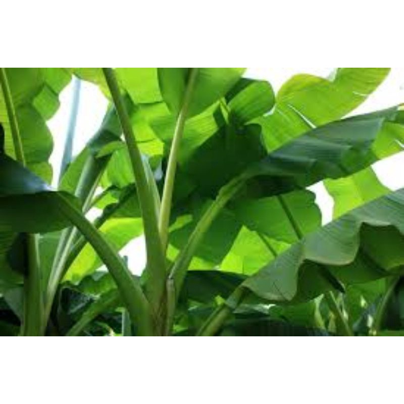 LÁ CHUỐI TƯƠI 1KG GÓI BÁNH LÁ TƯƠI NHÀ TRỒNG
