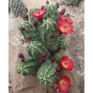 Xương rồng giống mới