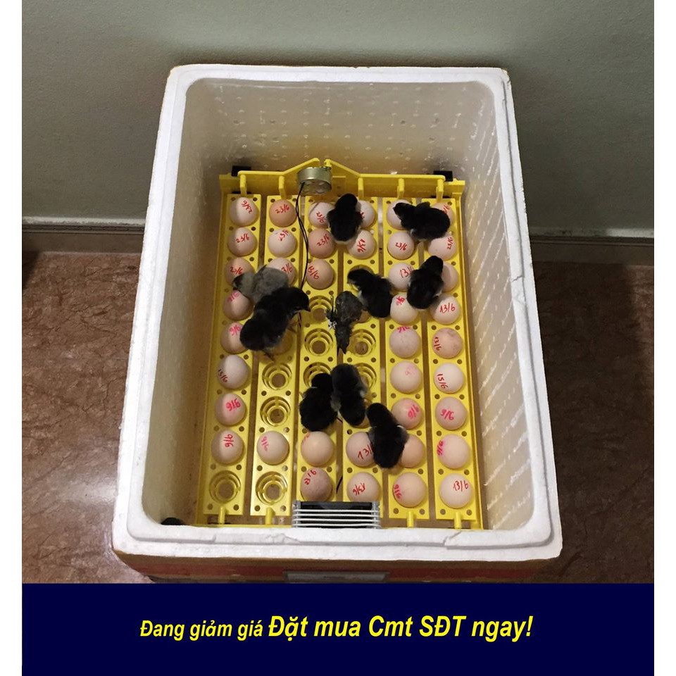 - Máy ấp trứng mini Ánh Dương P100 + 1 khay đảo tự động 54 trứng - Tặng kèm gói úm gà