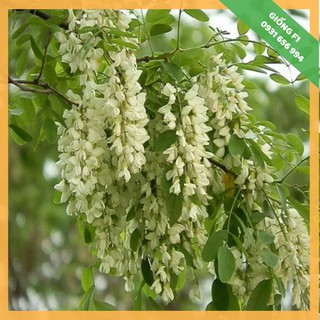 GIỐNG F1 - COMBO 2 CÂY HOA HÒE