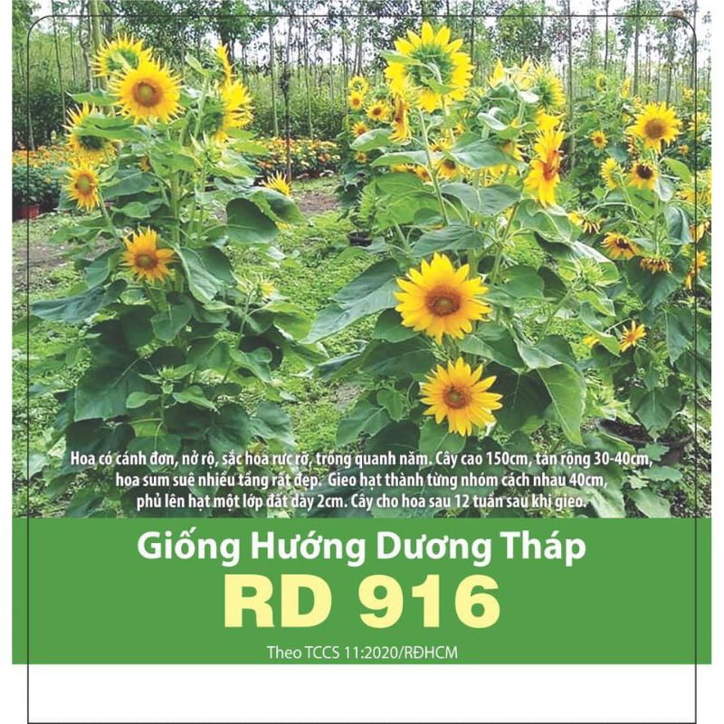 Hạt giống hoa hướng dương tháp siêu bông, đóng gói 2gr