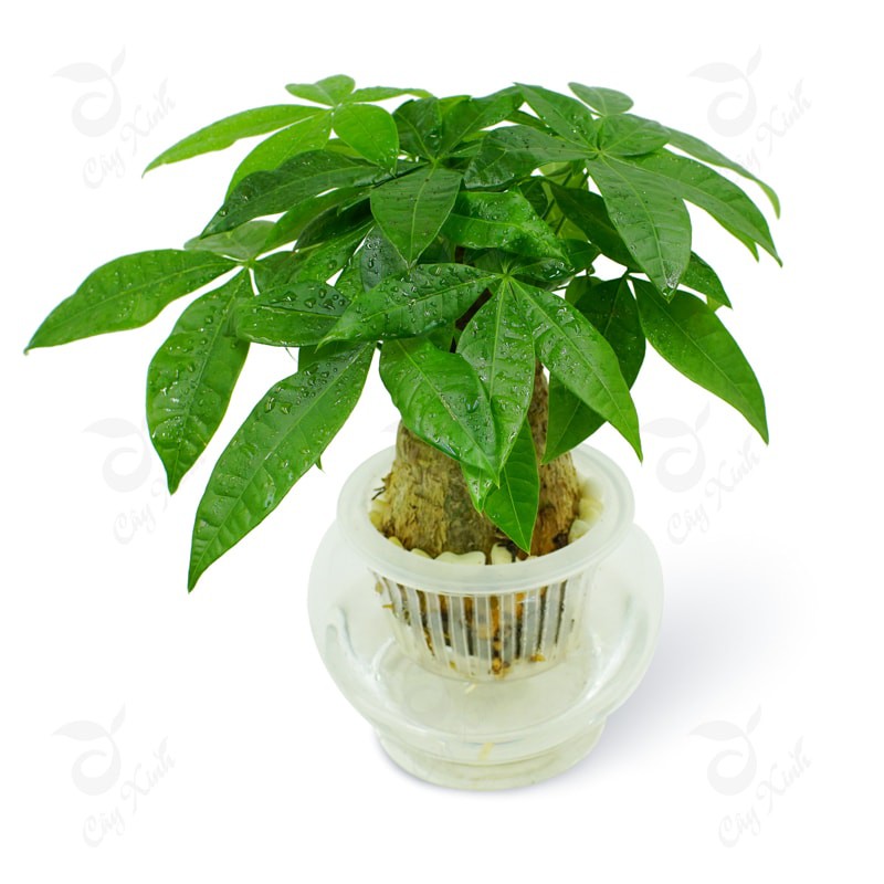 Kim ngân thủy sinh, cây phong thủy để bàn