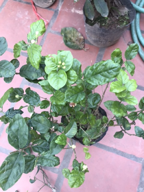 Cây hoa nhài kép thơm siêu hoa vào mùa đủ size từ 35-100k