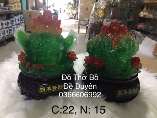 Cóc tỳ hưu xanh pha đỏ