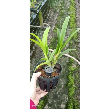 Lan denro nắng thơm Pensoda cây tơ