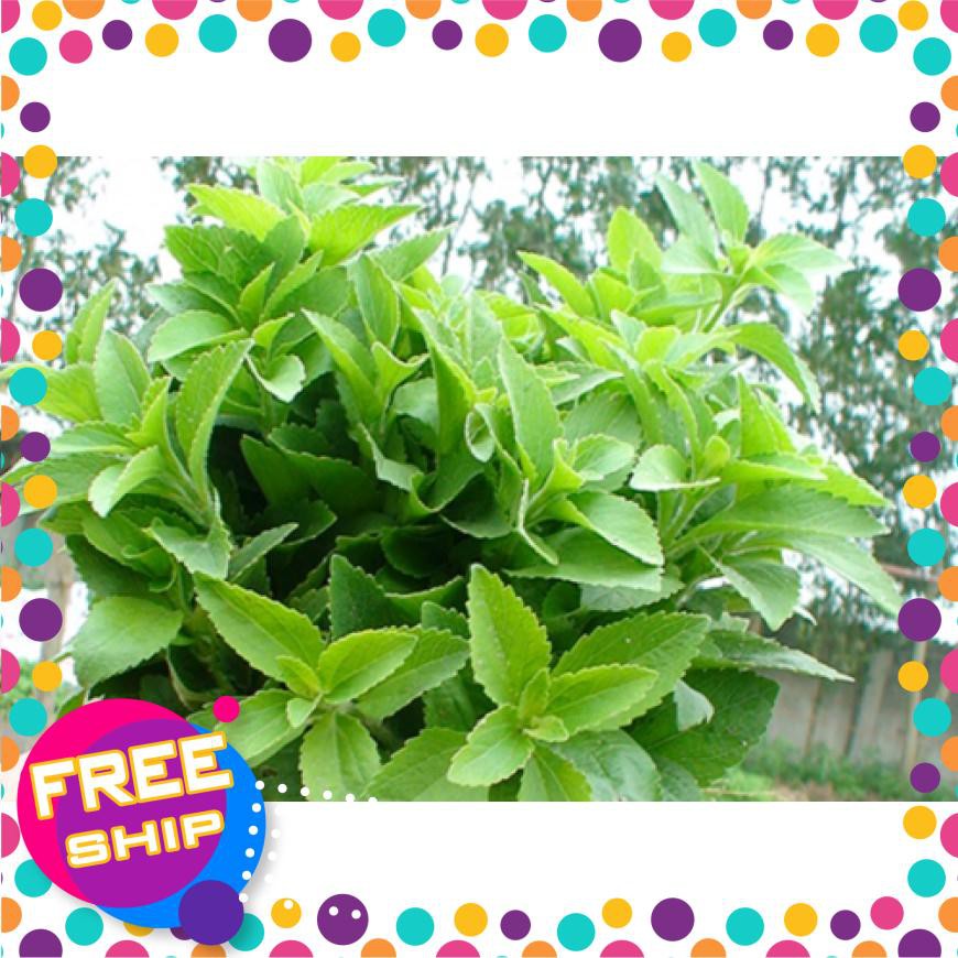 0.1g Hạt giống Cỏ ngọt (tặng gói Kích nẩy mầm và Hướng dẫn) TRỢ GIÁ KHUẾN MẠI TẾT
