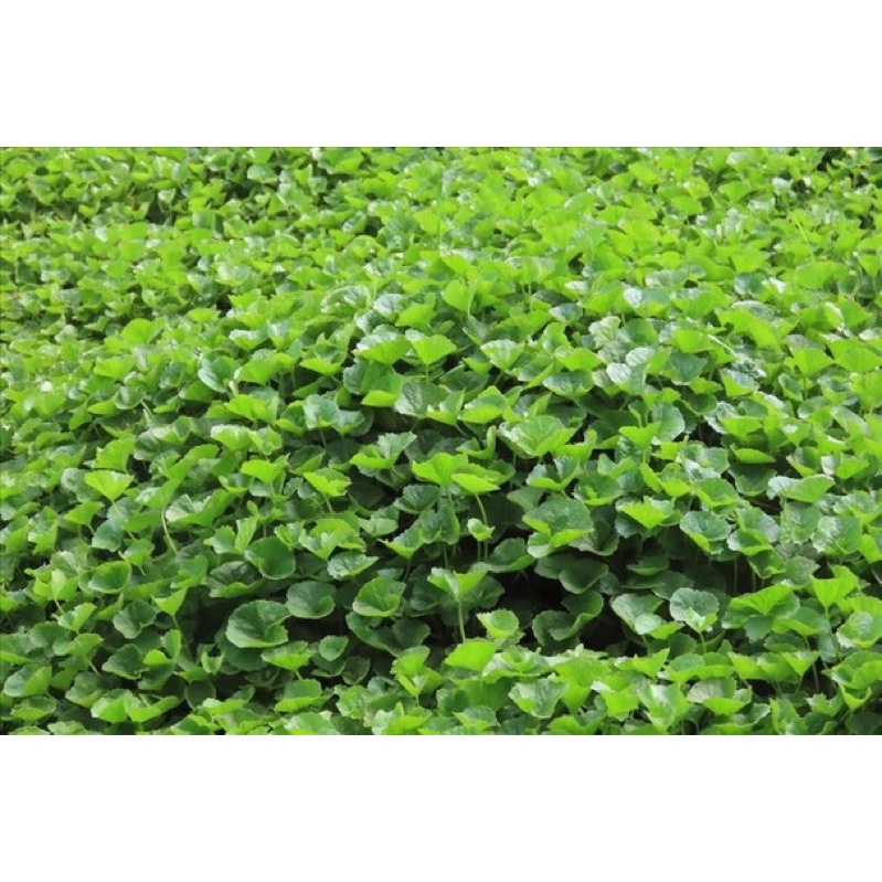 1kg rau má tươi sạch cực ngon
