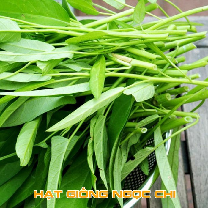 Hạt Giống Rau Muống Cao Sản - 50Gr