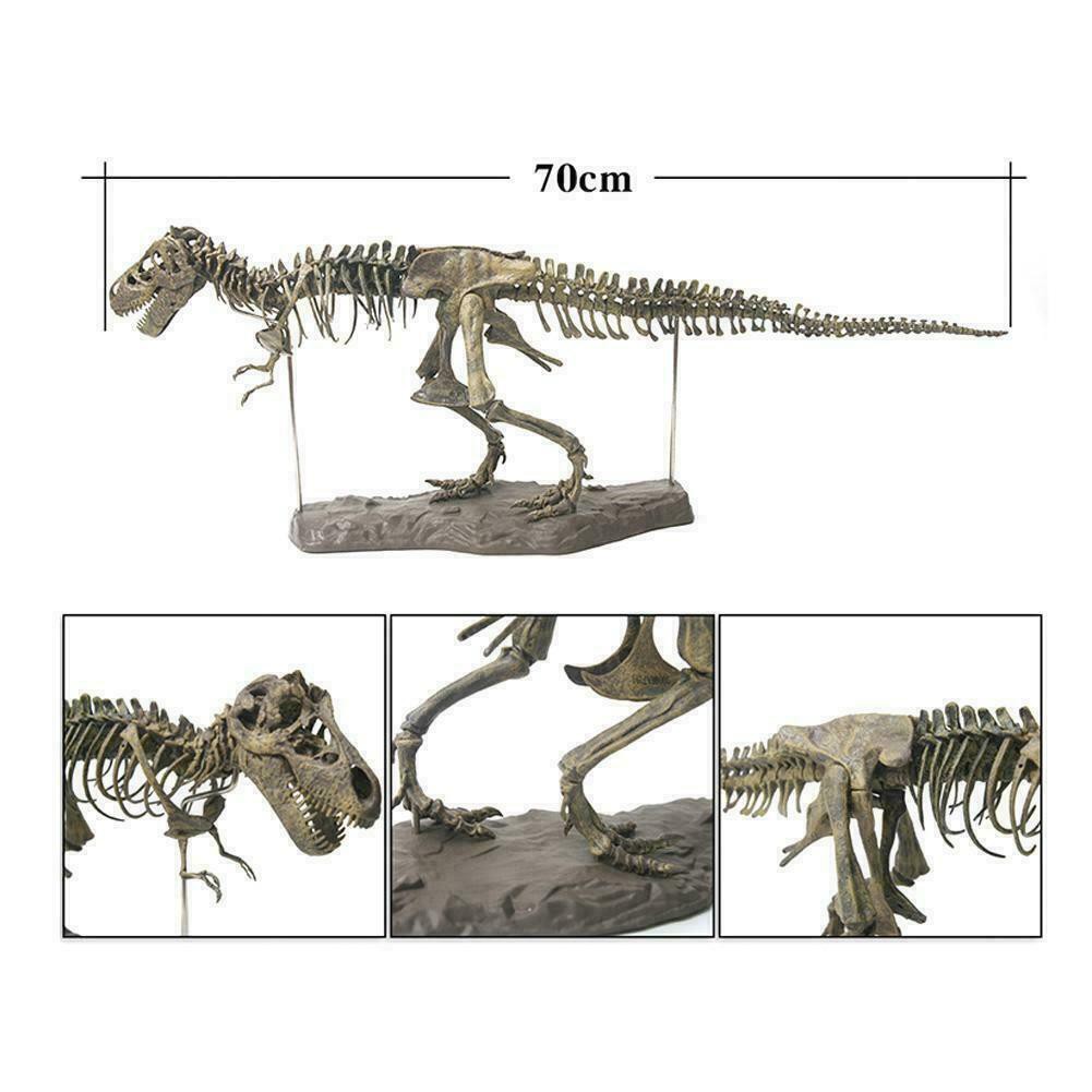 Large T Rex Tyrannosaurus Dinosaur 4d Assembled Skeleton Fossil Model Decoration