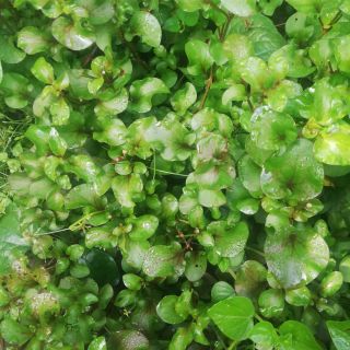Cây cải xoang nhật