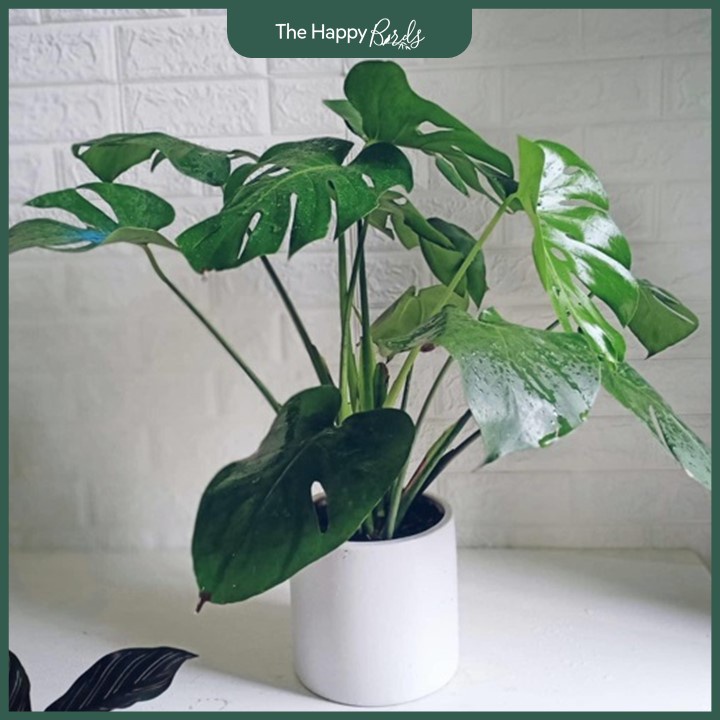 Trầu bà lá xẻ monstera deli Nam Mỹ thân cao 25-35 cm cây nội thất trồng trong nhà ship hỏa tốc Hà Nội - The Happy Birds