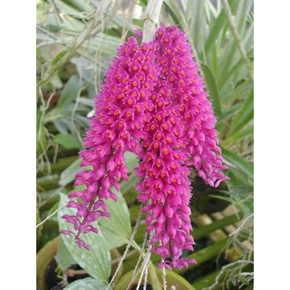 5 khóm hoa lan báo hỷ đẹp