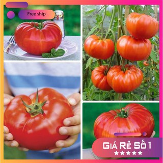Hạt giống Cà chua khổng lồ 1kg (20 hạt)