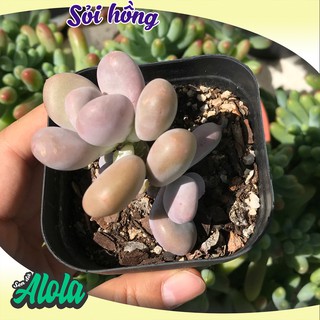 Sen đá bầu sỏi hồng (3-7cm)