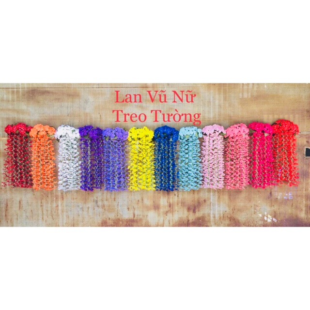 Combo 25 Bộ NL Lan Vũ Nữ Treo Tường Giá Sỉ