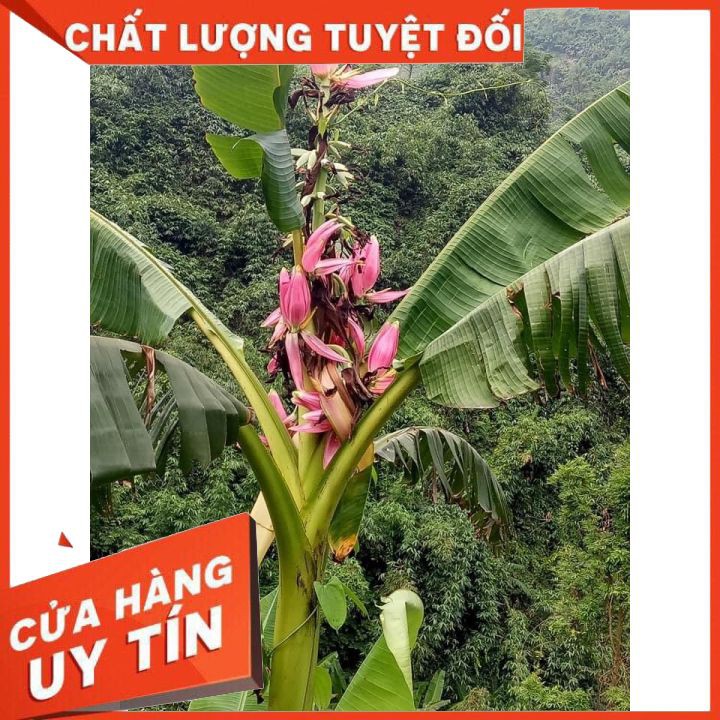 Chuối Hột Rừng❤️Khô chất lượng loại 1❤️Gói 1 KG❤️