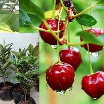 Cây Cherry Brazil chiết cao 100cm .