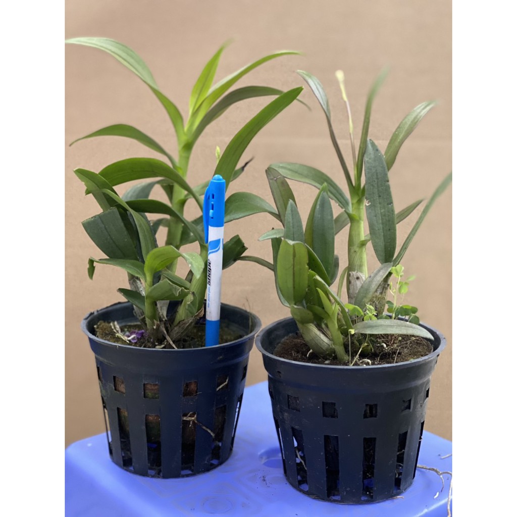 Combo 3 chậu Denro mini yaya